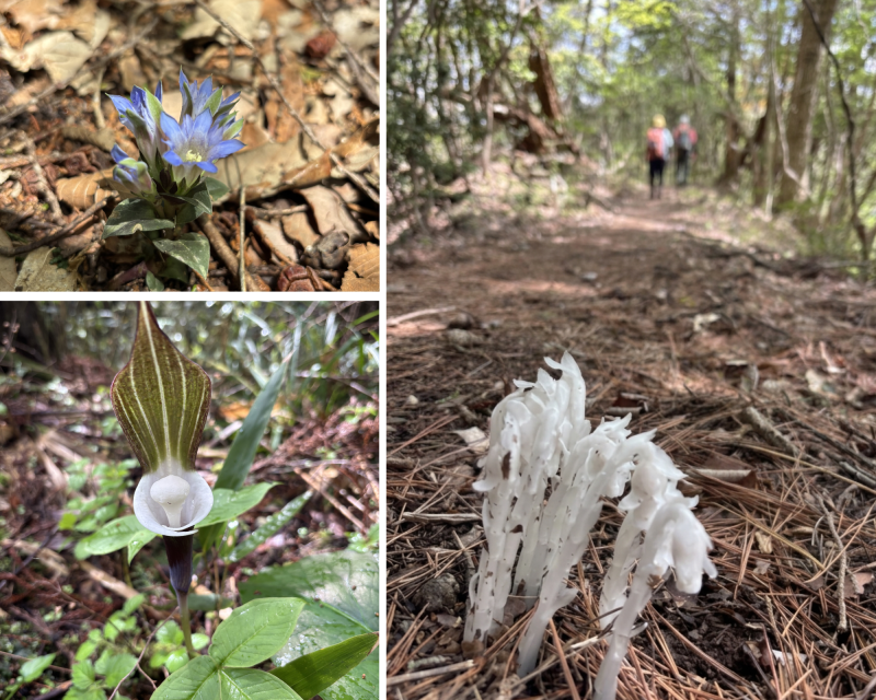 山野草